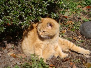 日比谷公園の猫 花 緑 そして